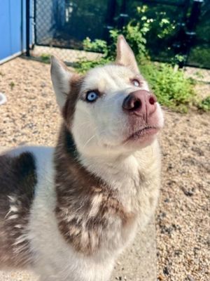 Hello Im Tony Ive got a heart full of love and a tail that never stops wagging Im a bit