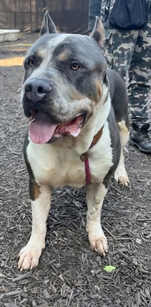 Grizzly Mixed Breed Dog