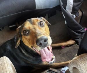 Princess Nellie, Adult Female Mixed Breed