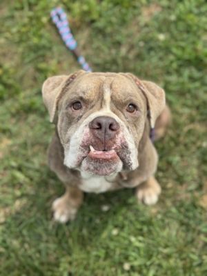 Argo City, Adult Male Mixed Breed