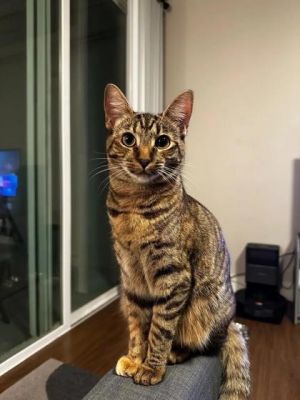 What my foster family says about me  I am sweet friendly energetic and silly  My favorite toys 