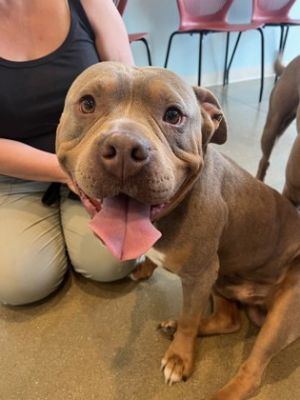 Ace of Hearts, Adult Male Pit Bull Terrier