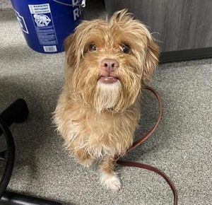 Chopper, Adult Male Terrier