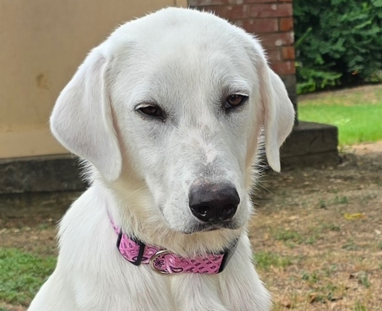 Lillie DFW, an adoptable Akbash, Great Pyrenees in Quinlan, TX, 75474 | Photo Image 1