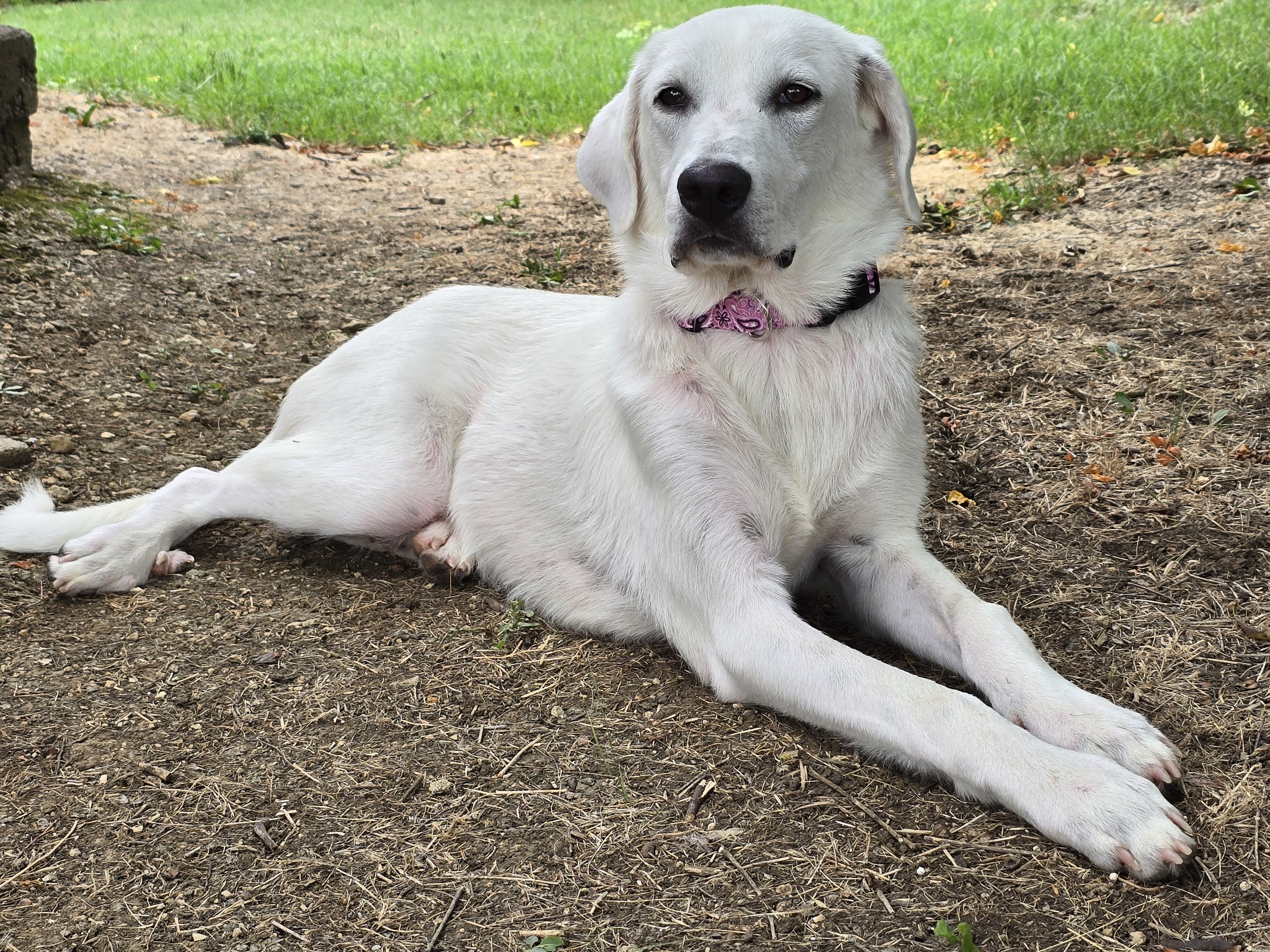 Lillie DFW, an adoptable Akbash, Great Pyrenees in Quinlan, TX, 75474 | Photo Image 2