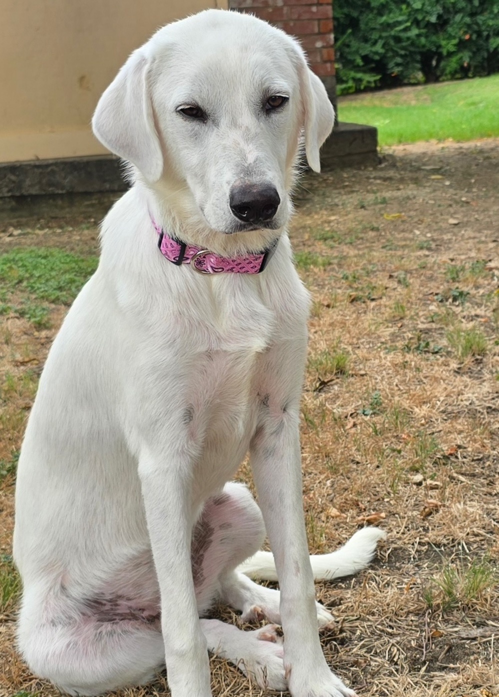 Lillie DFW, an adoptable Akbash, Great Pyrenees in Quinlan, TX, 75474 | Photo Image 4