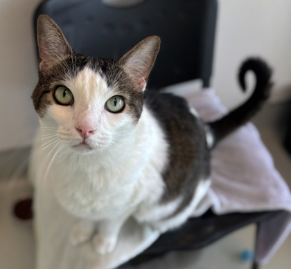 Gizmo