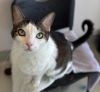 Gizmo photo 1