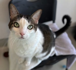 Gizmo, Adult Male Domestic Short Hair