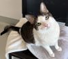 Gizmo photo 3
