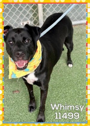 Whimsy (858) Pit Bull Terrier Dog