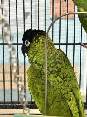 Dewey, Adult Male Parrot (Other)