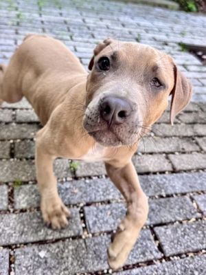 Hello there Im Popeye Im a puppy with a heart full of love and a tail that never stops wagging