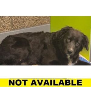 Chyster, Adult Female Mixed Breed
