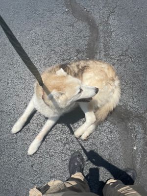 Maverick, Adult Male Mixed Breed