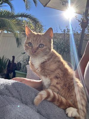 Juno, Young Female Domestic Short Hair