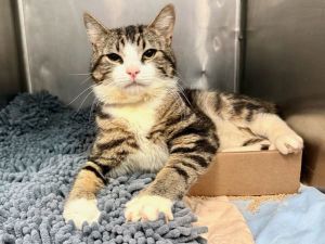 Amber, Adult Male Domestic Short Hair