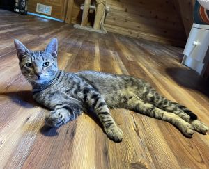 Reese Bengal Cat