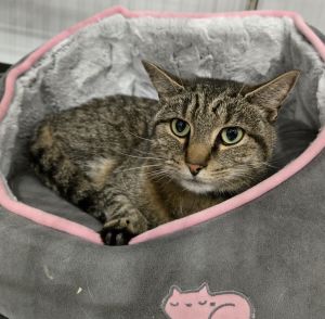 Jelly, Adult Male Tabby