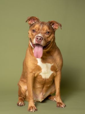 TIPPY Pit Bull Terrier Dog
