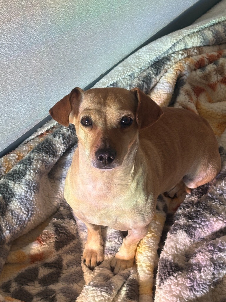 Butters, an adoptable Chihuahua, Dachshund in Heber City, UT, 84032 | Photo Image 1