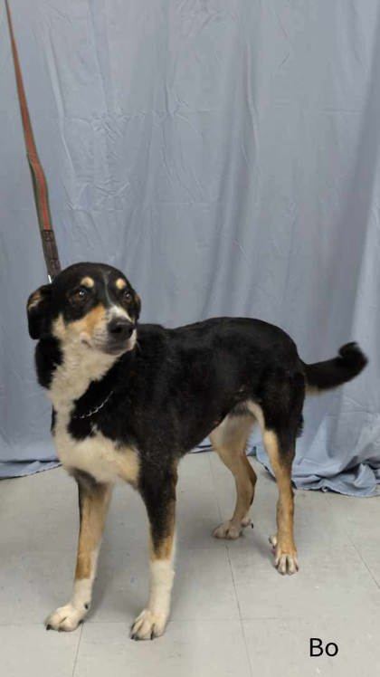 Bo, an adoptable Australian Shepherd, Mixed Breed in McCook, NE, 69001 | Photo Image 1