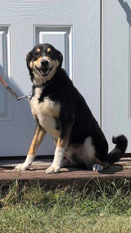 Bo, an adoptable Australian Shepherd, Mixed Breed in McCook, NE, 69001 | Photo Image 2