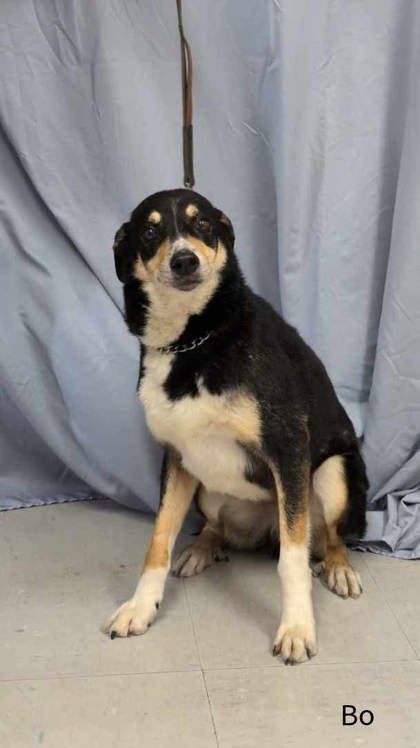 Bo, an adoptable Australian Shepherd, Mixed Breed in McCook, NE, 69001 | Photo Image 3