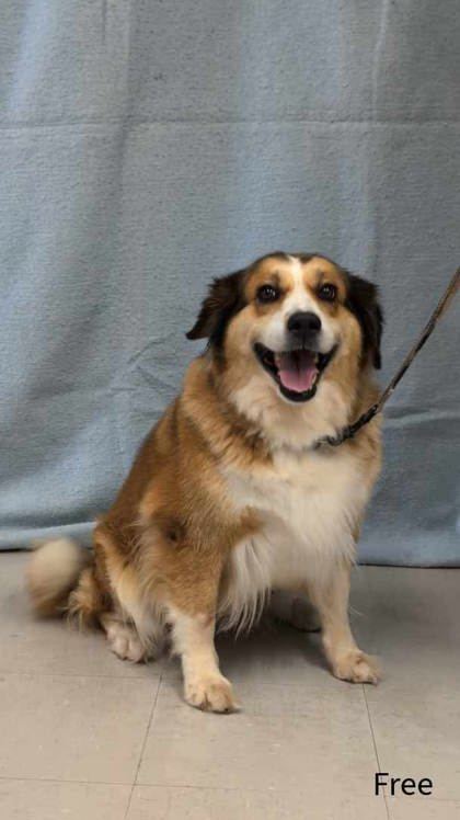 Free, an adoptable Australian Shepherd, Mixed Breed in McCook, NE, 69001 | Photo Image 1