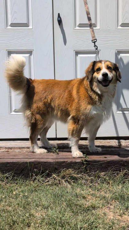 Free, an adoptable Australian Shepherd, Mixed Breed in McCook, NE, 69001 | Photo Image 2