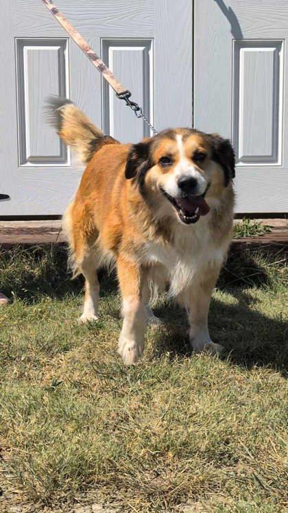 Free, an adoptable Australian Shepherd, Mixed Breed in McCook, NE, 69001 | Photo Image 3