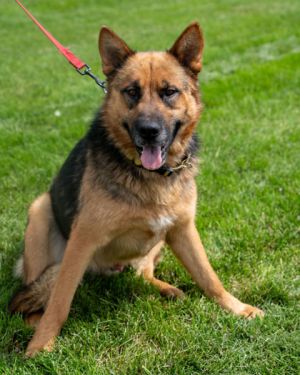 Bones, Adult Male German Shepherd Dog