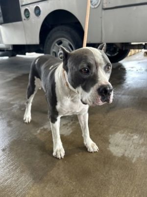 58852270, Adult Female Pit Bull Terrier