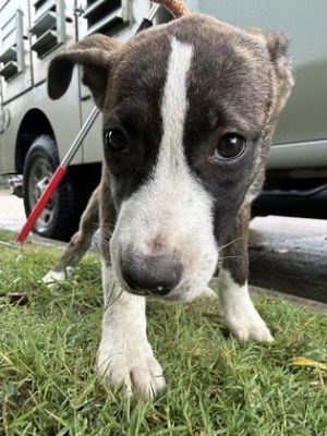 58852275, Adult Female Pit Bull Terrier