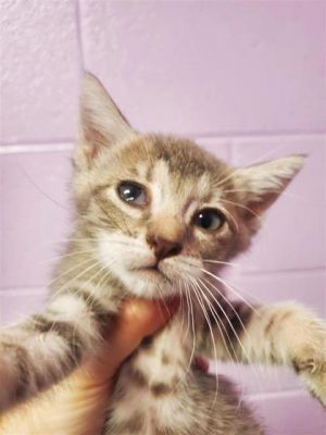 58852502, Baby Female Domestic Short Hair