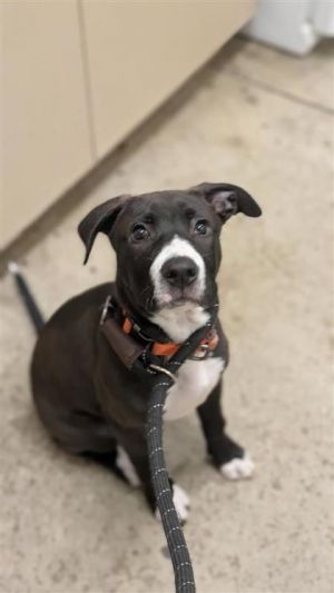 Tank, Baby Male Pit Bull Terrier