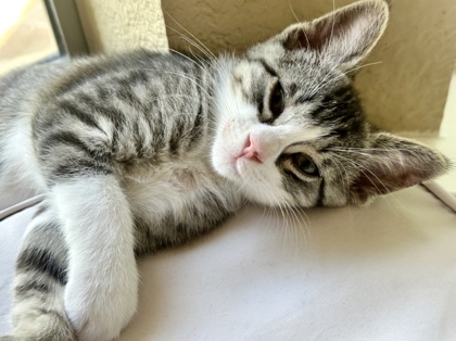 Socks (pre adopt)