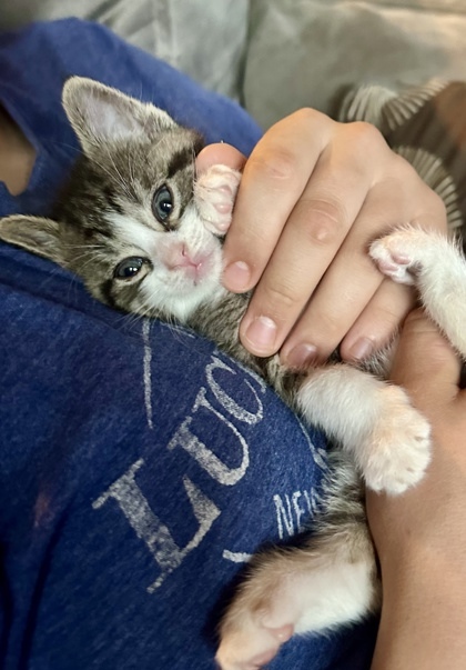 Socks (pre adopt)