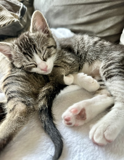 Socks (pre adopt)