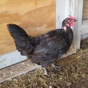 Dolores, Adult Female unknown