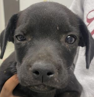 Mickey, Baby Male Labrador Retriever