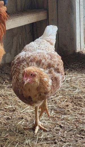 Quiche, Adult Female unknown