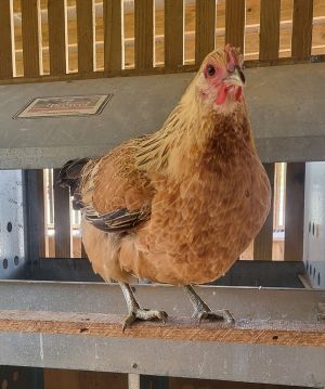 Pip, Adult Female unknown