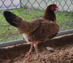 Karen, Adult Female Chicken