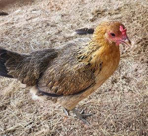 Panko, Adult Female Chicken