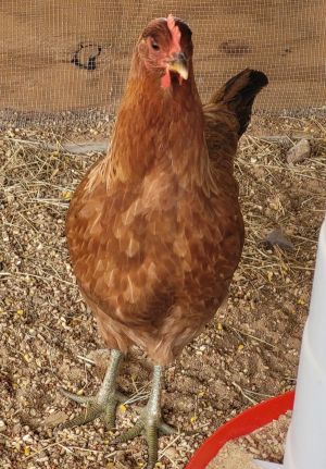 Cluckarina, Adult Female unknown
