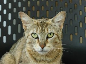 Cheerio, Adult Female Domestic Short Hair