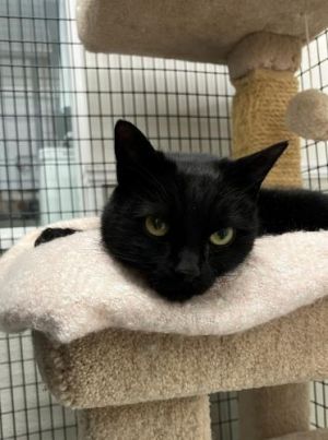 Baby, Adult Male Domestic Short Hair