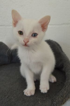 Sleepy, Baby Male Domestic Short Hair