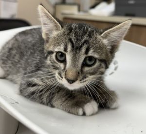 Random, Young Male Domestic Short Hair